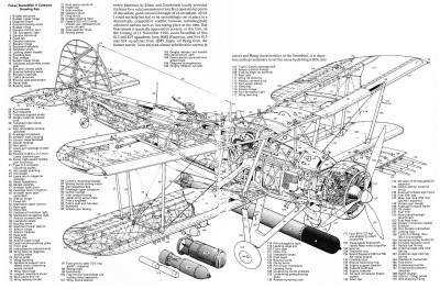 Swordfish Skeleton.jpg